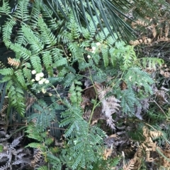 Acacia terminalis at Fingal Bay, NSW - 8 Jul 2022