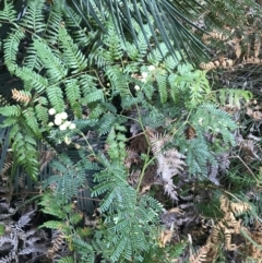 Acacia terminalis at Fingal Bay, NSW - 8 Jul 2022 03:52 PM