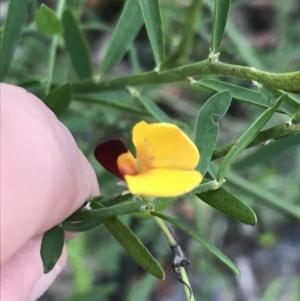 Bossiaea heterophylla at Fingal Bay, NSW - 8 Jul 2022