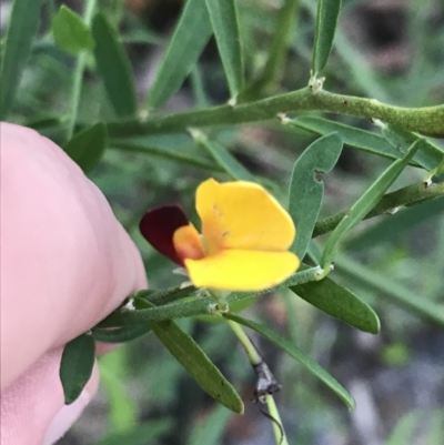 Bossiaea heterophylla (Variable Bossiaea) at Tomaree National Park - 8 Jul 2022 by Tapirlord