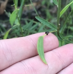 Bossiaea heterophylla at Fingal Bay, NSW - 8 Jul 2022