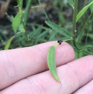 Bossiaea heterophylla at Fingal Bay, NSW - 8 Jul 2022 03:50 PM