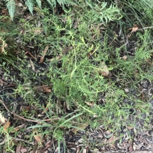 Bossiaea heterophylla at Fingal Bay, NSW - 8 Jul 2022 03:50 PM