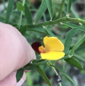 Bossiaea heterophylla at Fingal Bay, NSW - 8 Jul 2022