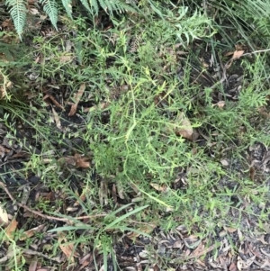 Bossiaea heterophylla at Fingal Bay, NSW - 8 Jul 2022