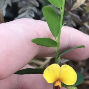 Bossiaea heterophylla at Fingal Bay, NSW - 8 Jul 2022 03:50 PM