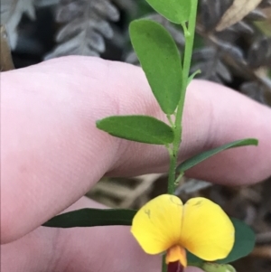 Bossiaea heterophylla at Fingal Bay, NSW - 8 Jul 2022