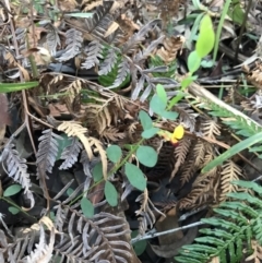 Bossiaea heterophylla at Fingal Bay, NSW - 8 Jul 2022