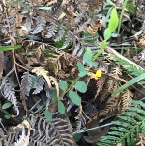 Bossiaea heterophylla at Fingal Bay, NSW - 8 Jul 2022