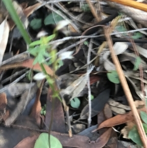 Acianthus fornicatus at Fingal Bay, NSW - suppressed