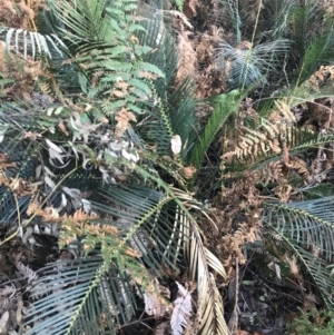 Macrozamia communis at Fingal Bay, NSW - 8 Jul 2022