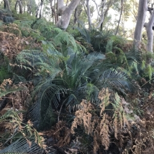 Macrozamia communis at Fingal Bay, NSW - 8 Jul 2022