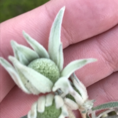 Actinotus helianthi (Flannel Flower) at Tomaree National Park - 8 Jul 2022 by Tapirlord