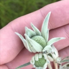 Actinotus helianthi at Fingal Bay, NSW - suppressed