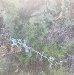 Actinotus helianthi at Fingal Bay, NSW - suppressed