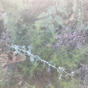 Actinotus helianthi at Fingal Bay, NSW - suppressed