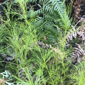 Baloskion tetraphyllum at Fingal Bay, NSW - 8 Jul 2022