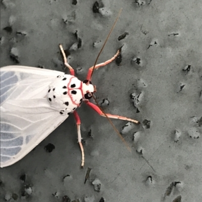 Amerila rubripes (Walker’s Frother) at Townsville, QLD - 4 Jul 2022 by MattFox