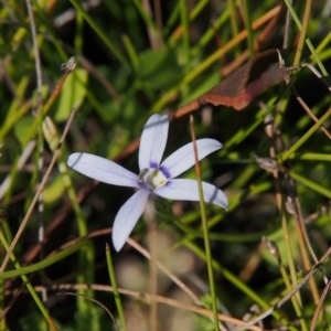 Isotoma fluviatilis subsp. australis at Paddys River, ACT - 12 Mar 2018 01:50 PM