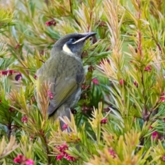 Meliphaga lewinii (Lewin's Honeyeater) at Penrose - 13 Jul 2022 by NigeHartley