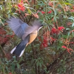 Acanthorhynchus tenuirostris (Eastern Spinebill) at Wingecarribee Local Government Area - 13 Jul 2022 by NigeHartley