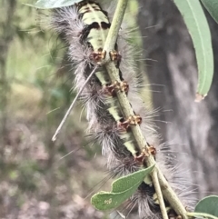 Anthela (genus) (An Anthelid moth) at Town Common, QLD - 3 Jul 2022 by MattFox