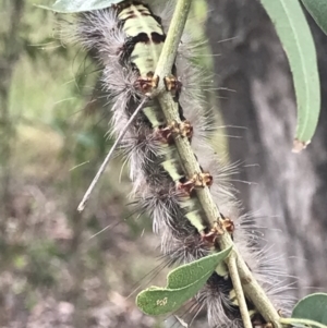 Anthela (genus) at Town Common, QLD - 3 Jul 2022 11:23 AM