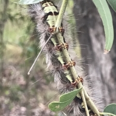 Unidentified Moth (Lepidoptera) at Town Common, QLD - 3 Jul 2022 by MattFox