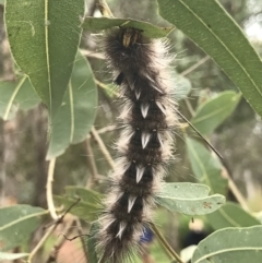 Anthela (genus) at Town Common, QLD - 3 Jul 2022 11:23 AM