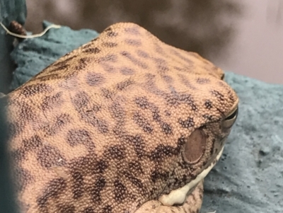 Unidentified Frog (TBC) at Town Common, QLD - 3 Jul 2022 by MattFox