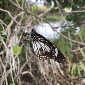 Danaus affinis at Rowes Bay, QLD - 2 Jul 2022