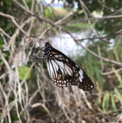 Unidentified Butterfly (Lepidoptera, Rhopalocera) (TBC) at Rowes Bay, QLD - 1 Jul 2022 by MattFox
