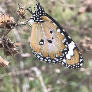 Danaus petilia at Town Common, QLD - 2 Jul 2022