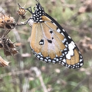Danaus petilia at Town Common, QLD - 2 Jul 2022 08:21 AM
