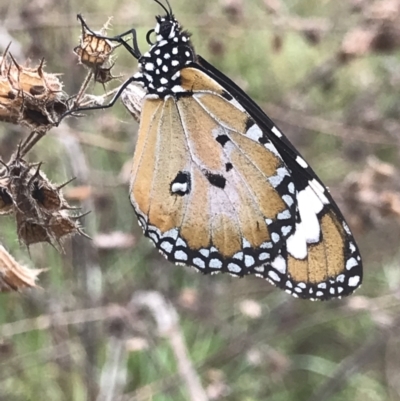 Danaus petilia (Lesser wanderer) at Town Common, QLD - 2 Jul 2022 by MattFox
