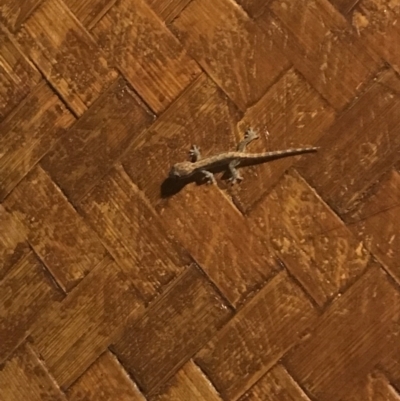 Unidentified Monitor or Gecko at Seventeen Seventy, QLD - 15 Jul 2022 by MattFox