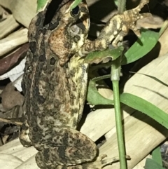 Rhinella marina (Cane Toad) at Butchers Creek, QLD - 6 Jul 2022 by MattFox