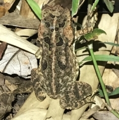 Rhinella marina at Butchers Creek, QLD - 6 Jul 2022 07:05 PM