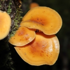 Flammulina velutipes (Velvet shank) at Paddys River, ACT - 13 Jul 2022 by TimL