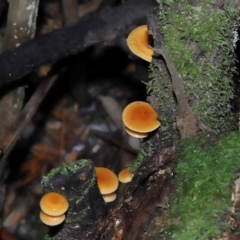 Flammulina velutipes at Paddys River, ACT - 13 Jul 2022 11:05 AM