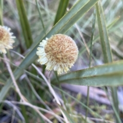 Coronidium sp. at Paddys River, ACT - 26 Jun 2022 by NedJohnston