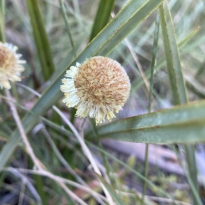 Coronidium sp. at Tidbinbilla Nature Reserve - 26 Jun 2022 by Ned_Johnston