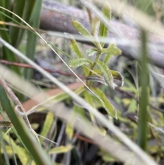 Coronidium sp. at Paddys River, ACT - 26 Jun 2022