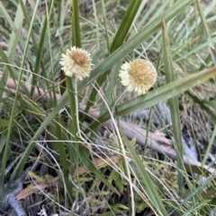 Coronidium sp. at Paddys River, ACT - 26 Jun 2022 02:55 PM