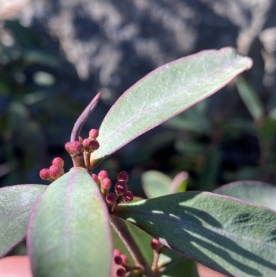 Philotheca myoporoides subsp. myoporoides (Long-leaf Waxflower) at Paddys River, ACT - 26 Jun 2022 by Ned_Johnston