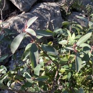 Philotheca myoporoides subsp. myoporoides at Paddys River, ACT - 26 Jun 2022