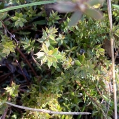 Styphelia nesophila at Cotter River, ACT - 26 Jun 2022