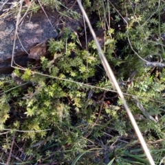 Styphelia nesophila at Cotter River, ACT - 26 Jun 2022