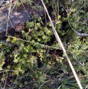 Styphelia nesophila at Cotter River, ACT - 26 Jun 2022