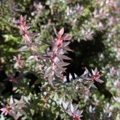 Acrotriche leucocarpa (Tall Acrotriche) at Paddys River, ACT - 26 Jun 2022 by Ned_Johnston